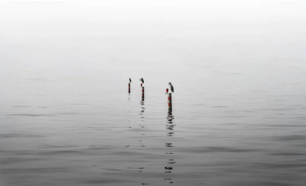 a man in a lake in the morning