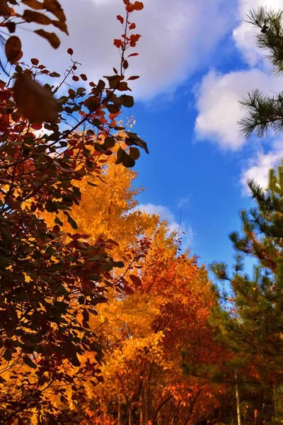 秋の紅葉 秋の植物 — ストック写真