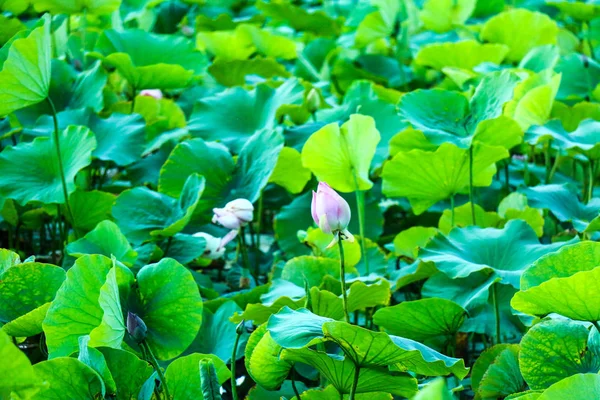 Flora Naturaleza Planta Acuática Loto — Foto de Stock