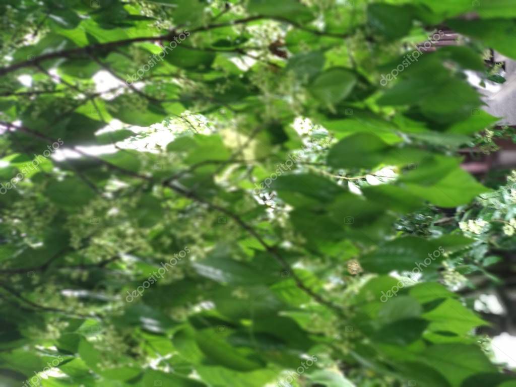 Imaginechina-Tuchong