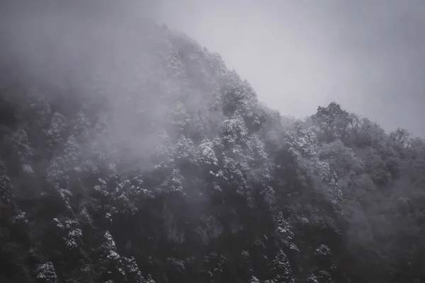 Krajobraz Górski Drzewami Mgłą — Zdjęcie stockowe