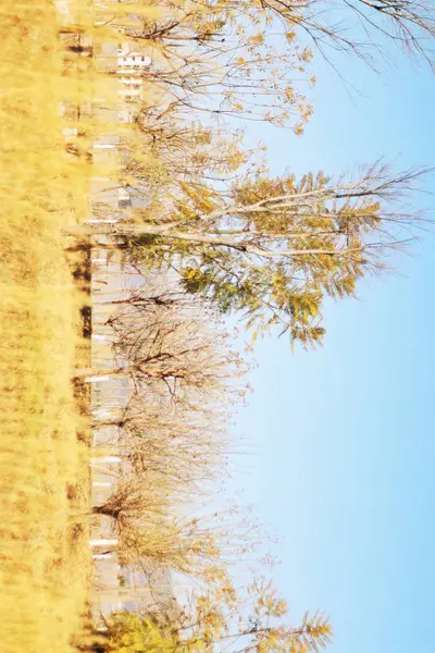 Desenfoque Reserva Natural Sudáfrica Árbol Viejo Hierba — Foto de Stock