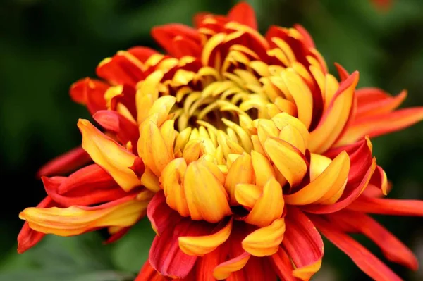 Hermosa Flor Roja Jardín — Foto de Stock