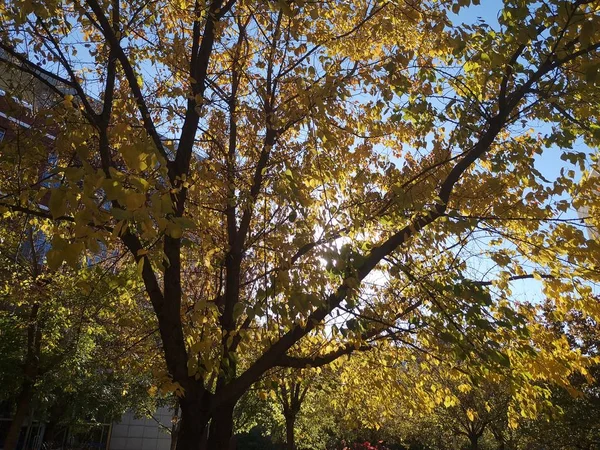 Hermoso Otoño Parque — Foto de Stock