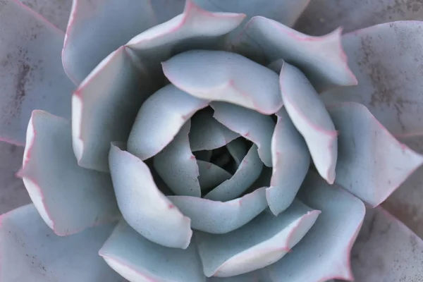 Schöne Botanische Aufnahme Natürliche Tapete — Stockfoto