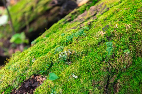 Moss Growing Forest — Stock Photo, Image