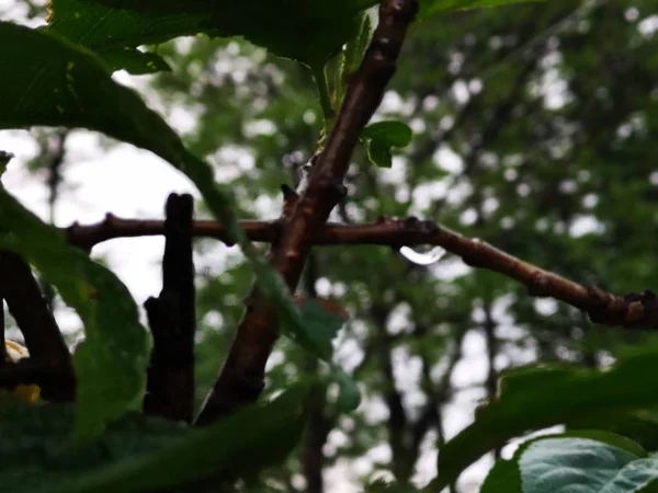 Ramas Árboles Verdes Con Una Rama Árboles — Foto de Stock