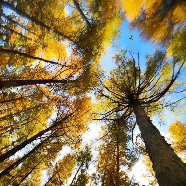 Осінній Ліс Барвисті Осінні Дерева Листям — стокове фото