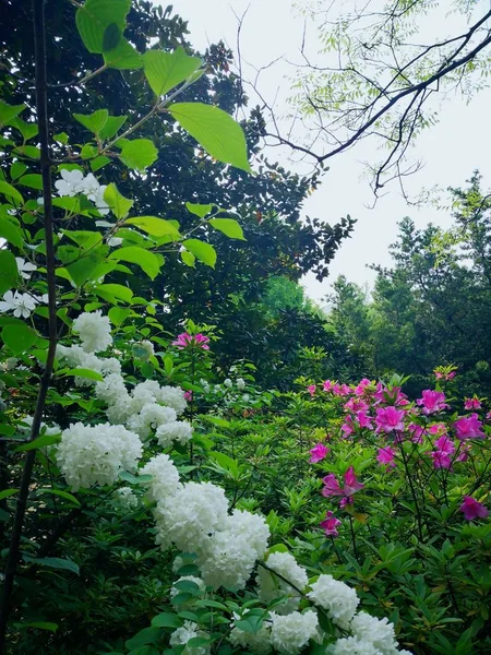 Schöne Blumen Garten — Stockfoto