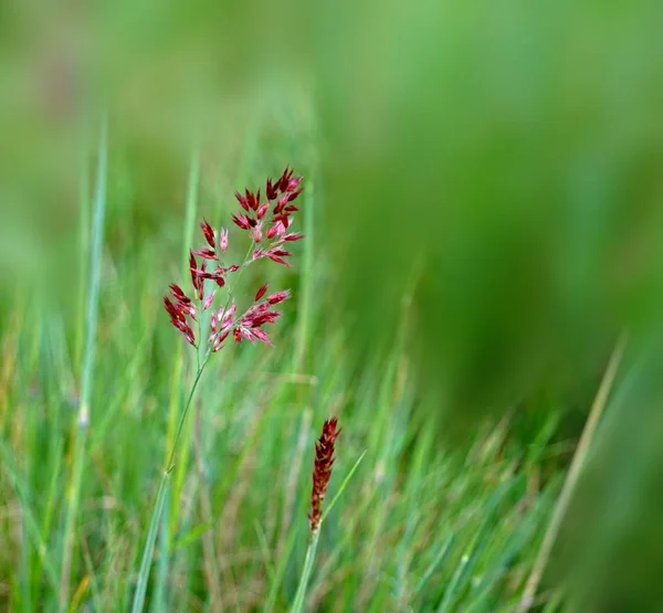 Hierba Verde Flora Naturaleza — Foto de Stock