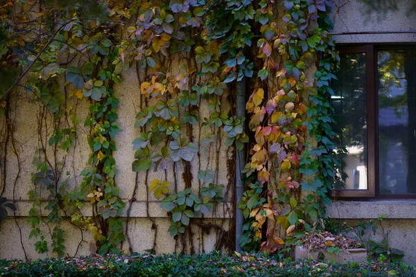 wall with ivy floral leaves