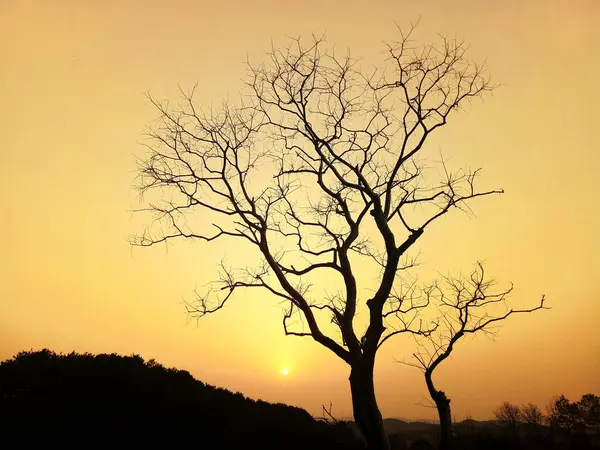 Silueta Árbol Sobre Fondo Árboles — Foto de Stock