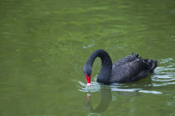 Uitzicht Eenden Het Meer Wildheid Concept — Stockfoto