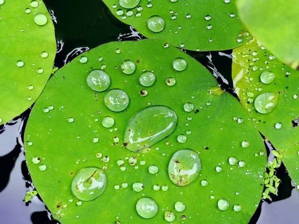 Pianta Giglio Acqua Flora — Foto Stock