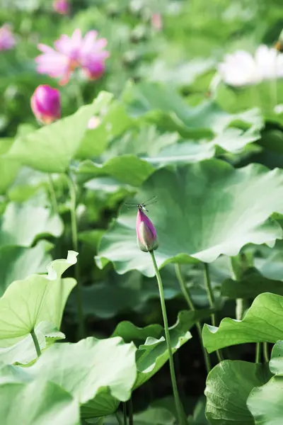 Flor Loto Jardín — Foto de Stock