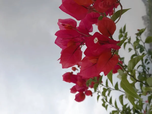 Stock image red flower in the garden