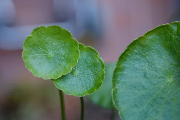 Bel Colpo Botanico Carta Parati Naturale — Foto Stock