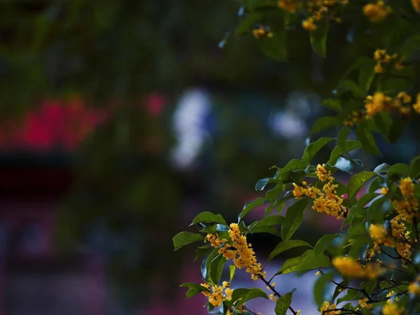 秋天树叶 秋天植物 — 图库照片