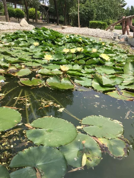 Nenúfar Flores Pétalos Flora — Foto de Stock