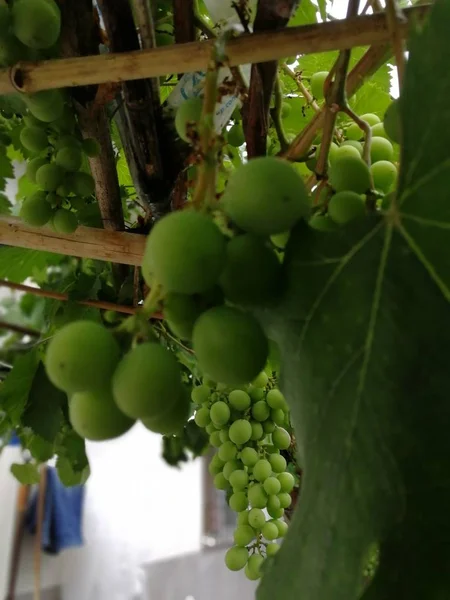 Uvas Verdes Árbol — Foto de Stock