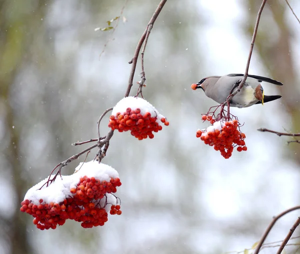 Winterbessen Een Boom Sneeuw — Stockfoto