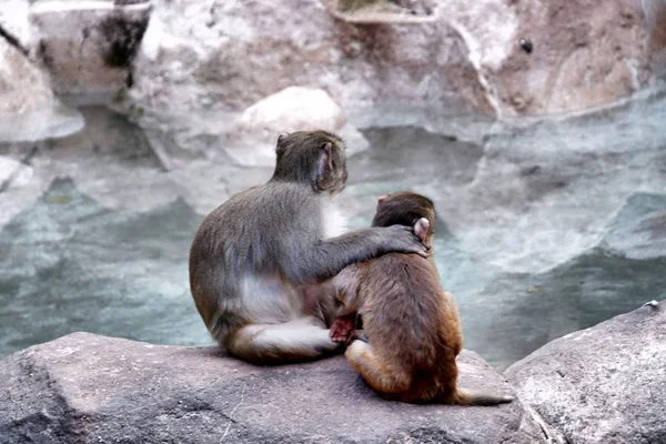 Mono Zoológico — Foto de Stock