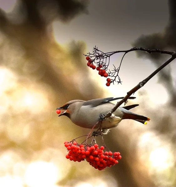 Roter Vogel Einem Nest Mit Baum — Stockfoto