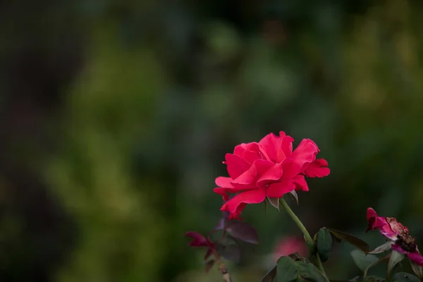 Rosa Jardín Flora Pétalos — Foto de Stock
