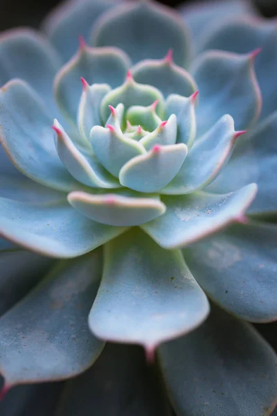 Gröna Blad Växter Växter — Stockfoto