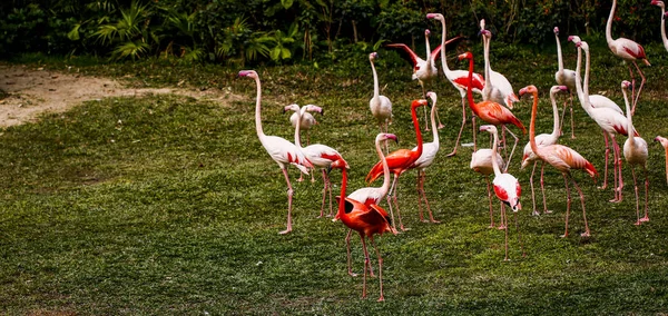 Flamingo Aves Animais Flora Fauna — Fotografia de Stock
