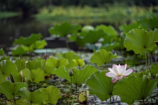 Flor Loto Jardín — Foto de Stock