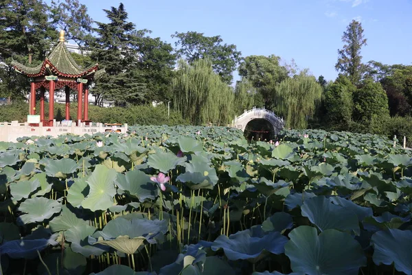 Jardín Chino Parque — Foto de Stock