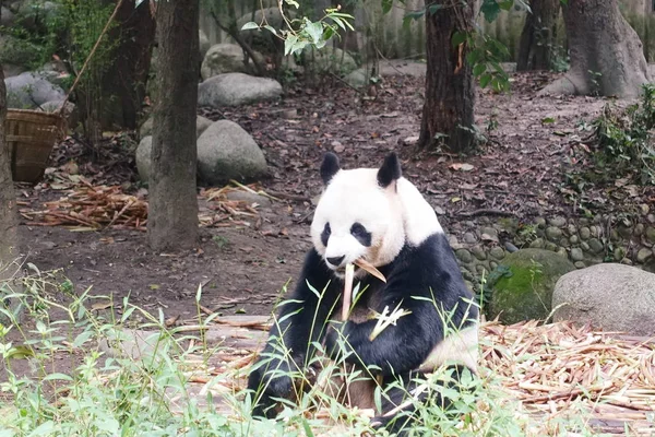 pandas wildlife, panda bear animal in zoo