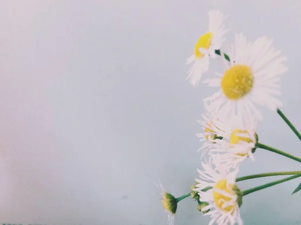 Hermosas Flores Primavera Sobre Fondo Blanco — Foto de Stock