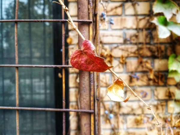 red rose on a tree