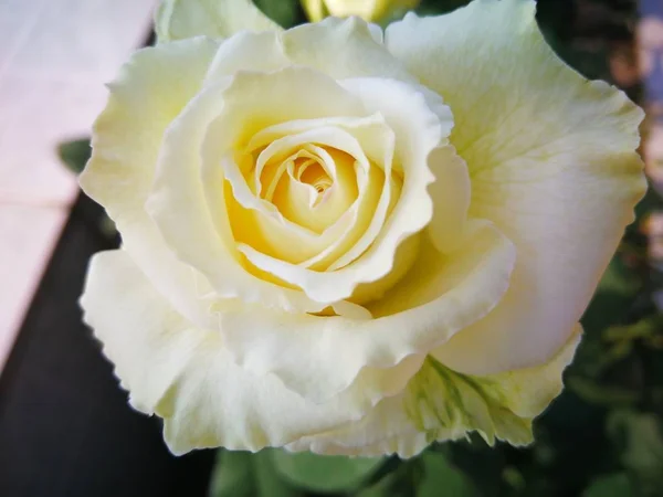Naturlig Vacker Blomma Blomma Flora — Stockfoto