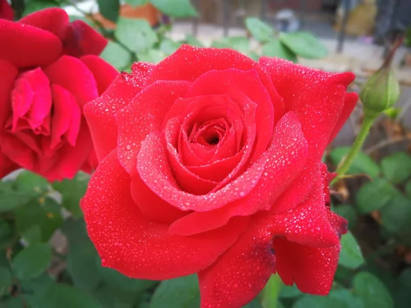 Rosa Roja Jardín — Foto de Stock