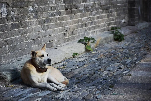 Perro Callejero Calle — Foto de Stock