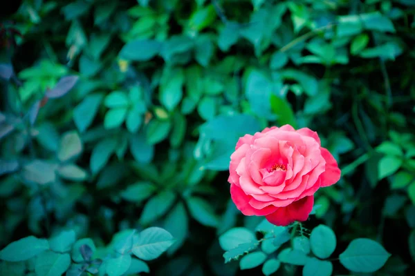 Güzel Pembe Bahçe Çiçekleri — Stok fotoğraf