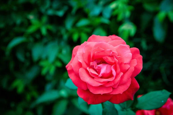 Güzel Çiçek Yakın Görüş — Stok fotoğraf