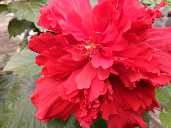 beautiful red flower background