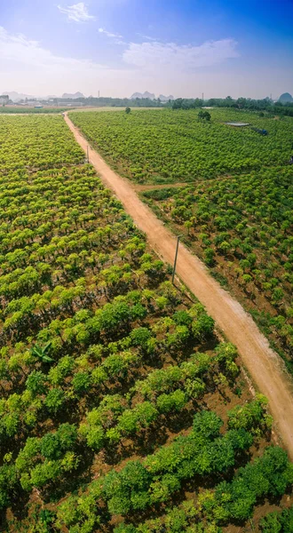 Grüne Teeplantage Den Bergen — Stockfoto