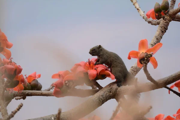 Pájaro Rojo Invierno — Foto de Stock