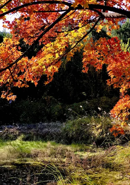 紅葉が美しい秋の風景 — ストック写真