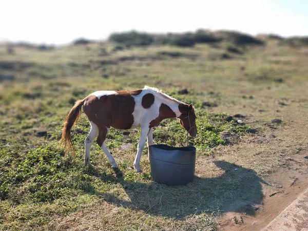 Naturaleza Caballo Campo — Foto de Stock