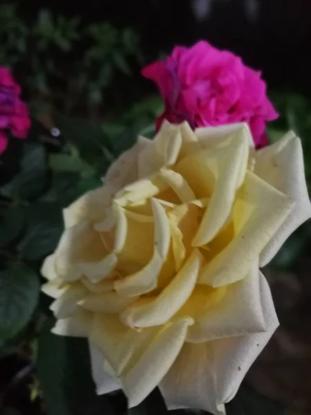 Hermosas Rosas Jardín — Foto de Stock