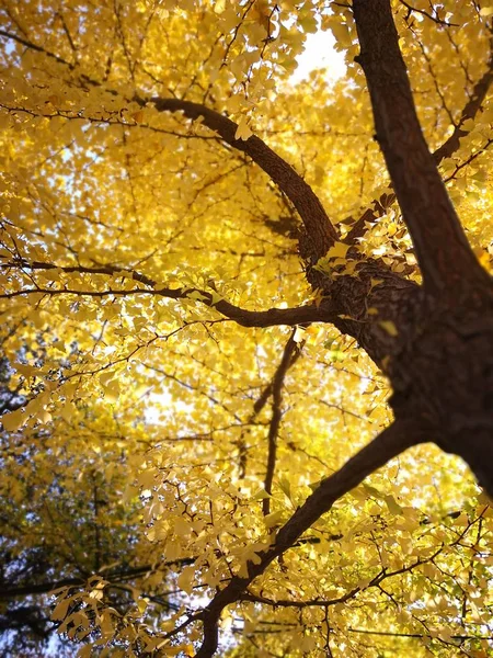 Otoño Parque — Foto de Stock