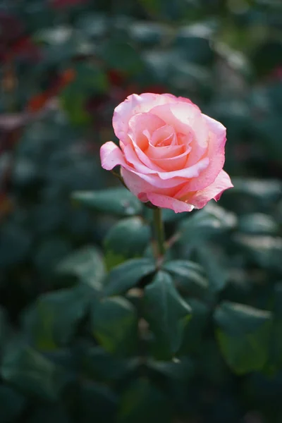 Bahçedeki Güzel Güller — Stok fotoğraf
