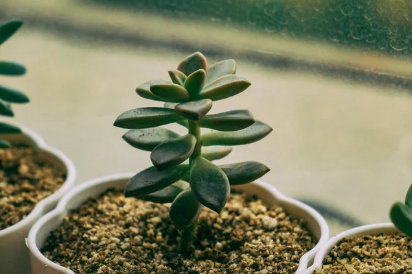 Planta Suculenta Cactus Flora — Foto de Stock