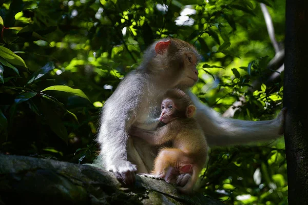 Mono Selva — Foto de Stock